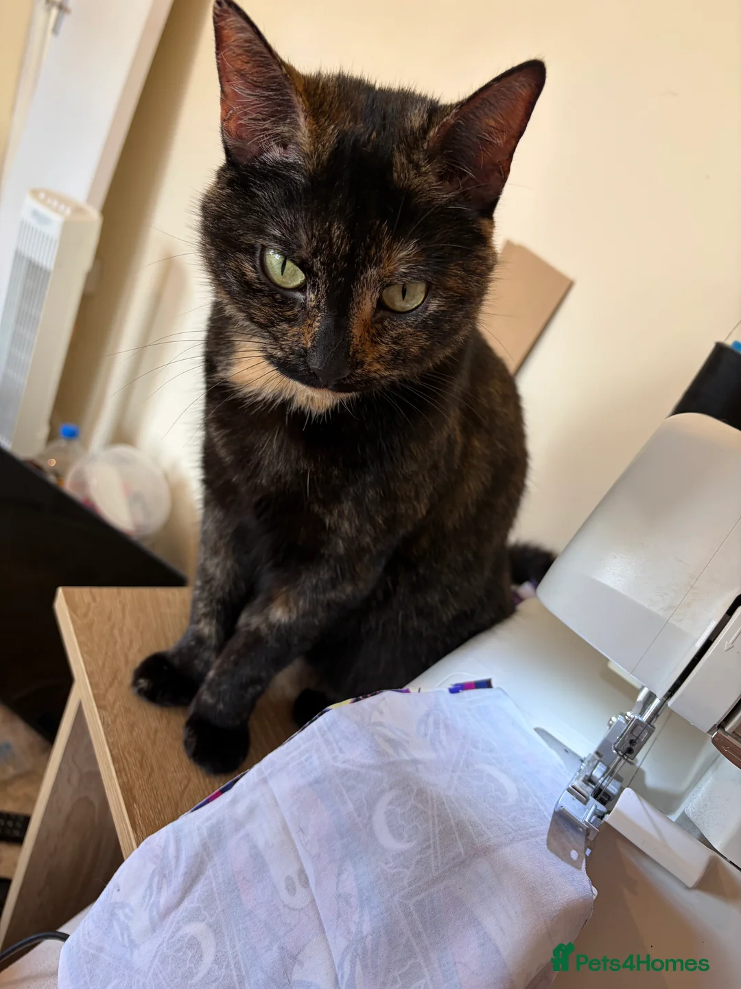 Domestic Shorthair cats for sale: FREE Female Tortie Needs Rehoming in Birmingham - Advert 2