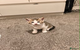 Scottish Fold cats for sale: Looking for my first home - Image 9