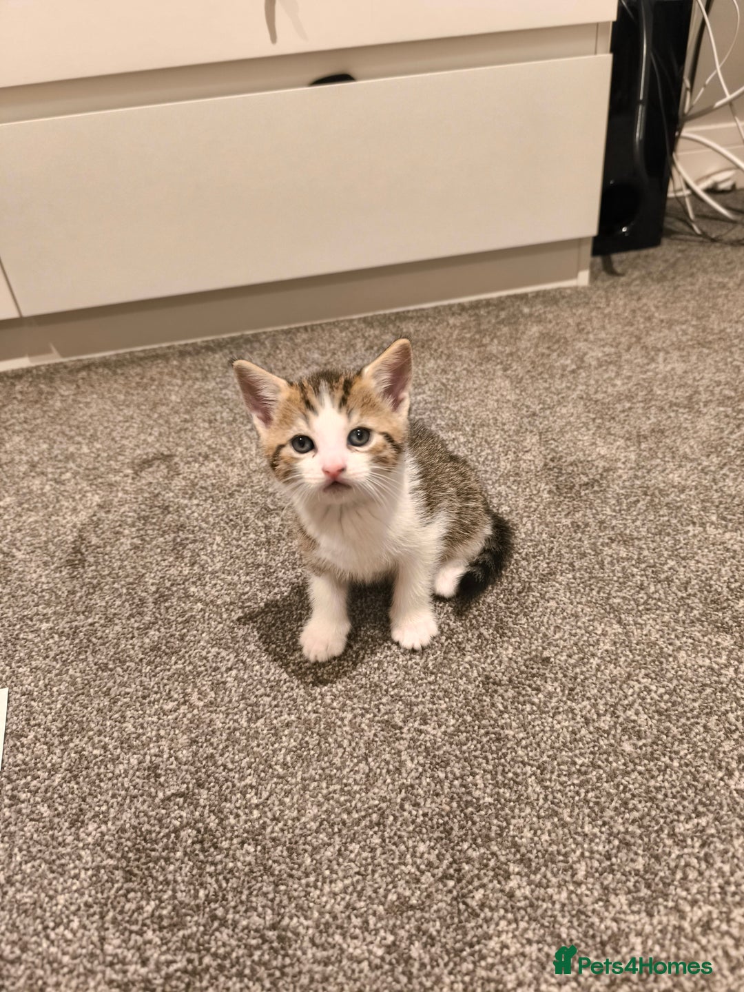 Scottish Fold cats for sale: Looking for my first home - Image 9
