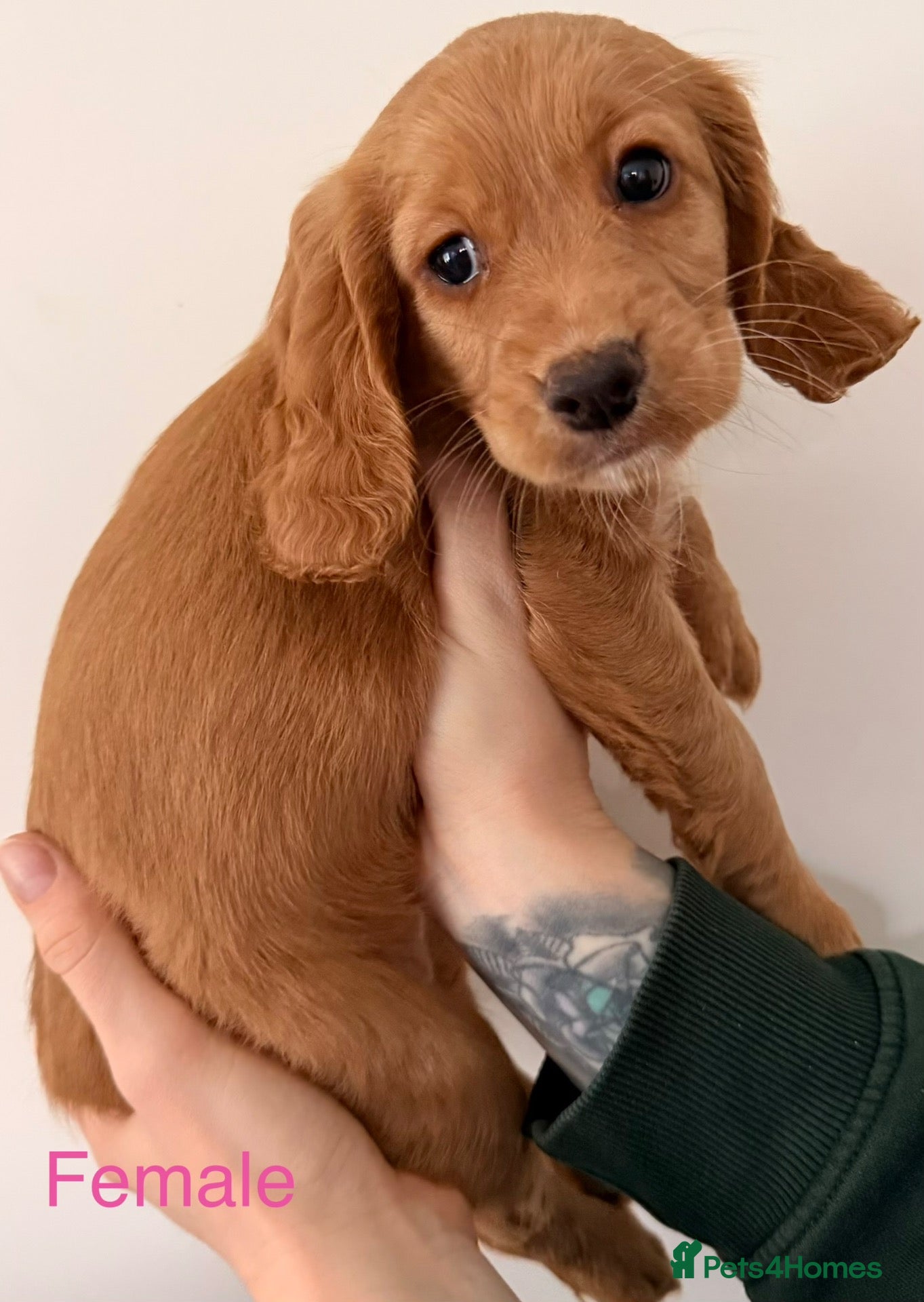 Cocker Spaniel dogs KC Registered Working Cocker Spaniel Puppies  - Advert 1