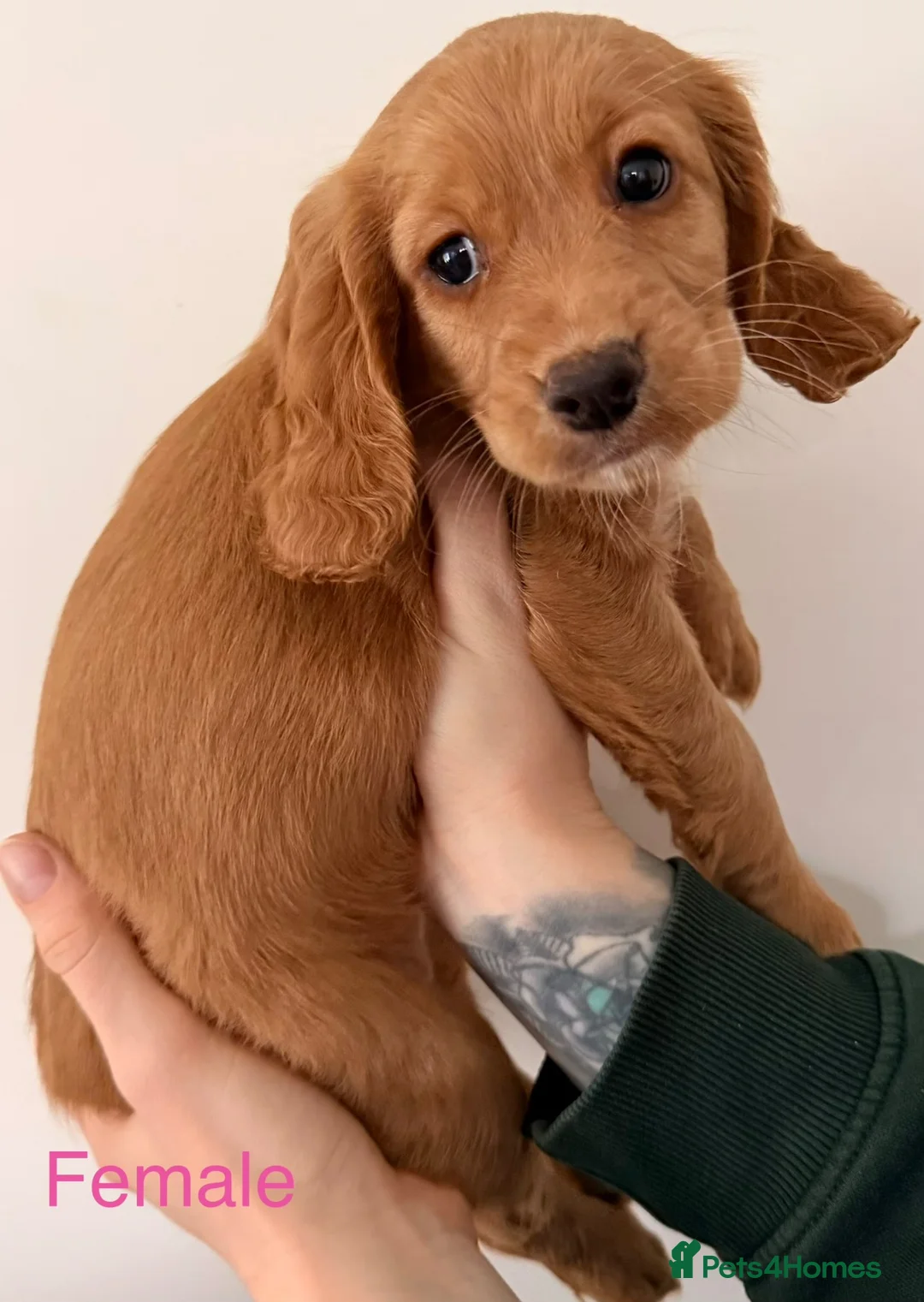 Cocker Spaniel dogs for sale: KC Registered Working Cocker Spaniel Puppies  in Derby - Advert 1