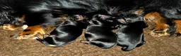 Miniature Dachshund dogs for sale: Stunning Longhaired Mini Dachshund Boys.  - Advert 15