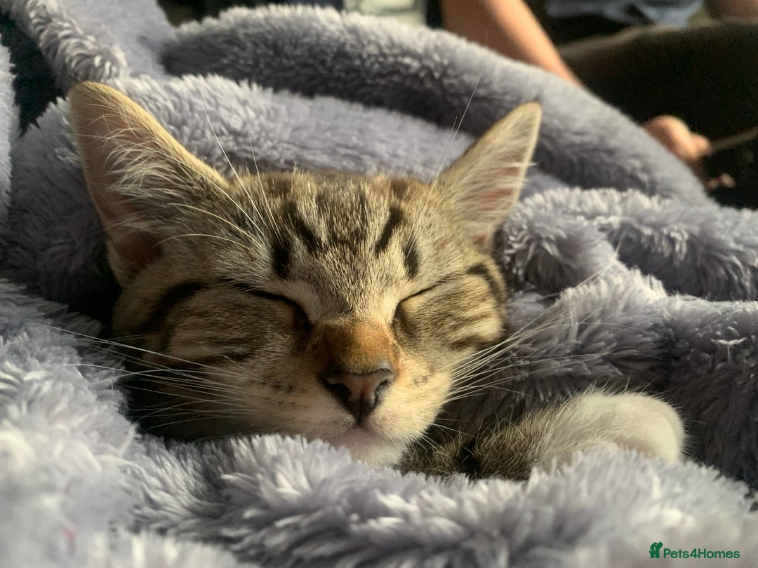 Mixed Breed cats for sale: Two gorgeous girls - Advert 12