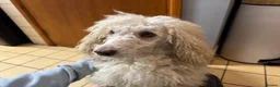 Mixed Breed dogs for sale: Miniature/toy poodle - Advert 2