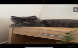 Mixed Breed cats for sale:  Male Cat for Sale - Advert 2