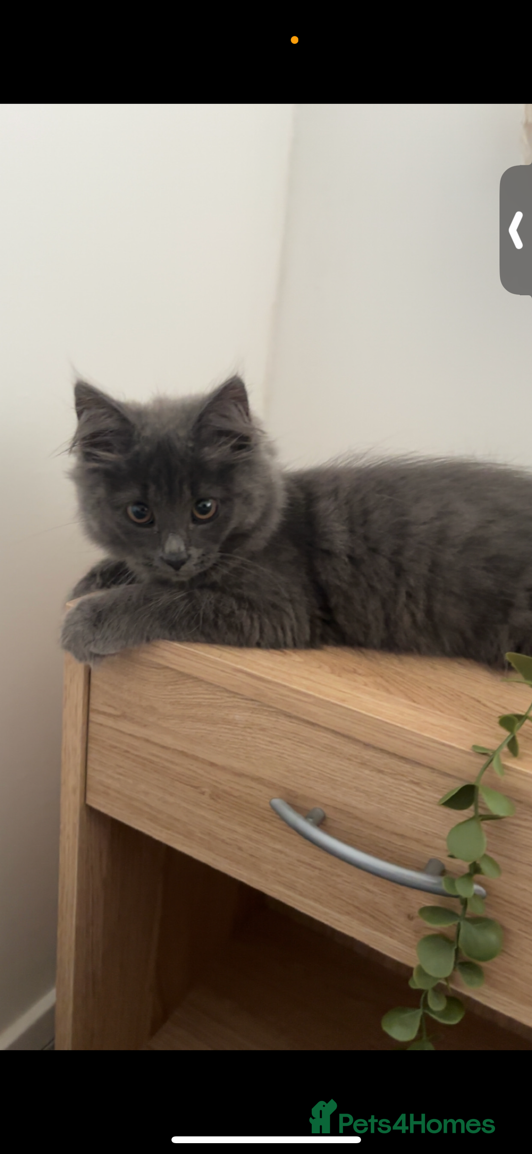 Mixed Breed cats for sale:  Male Cat for Sale - Advert 2