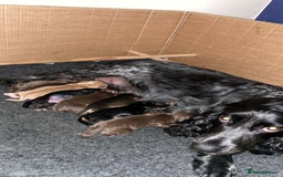 Cocker Spaniel dogs for sale: Cocker spaniel puppies  - Image 1