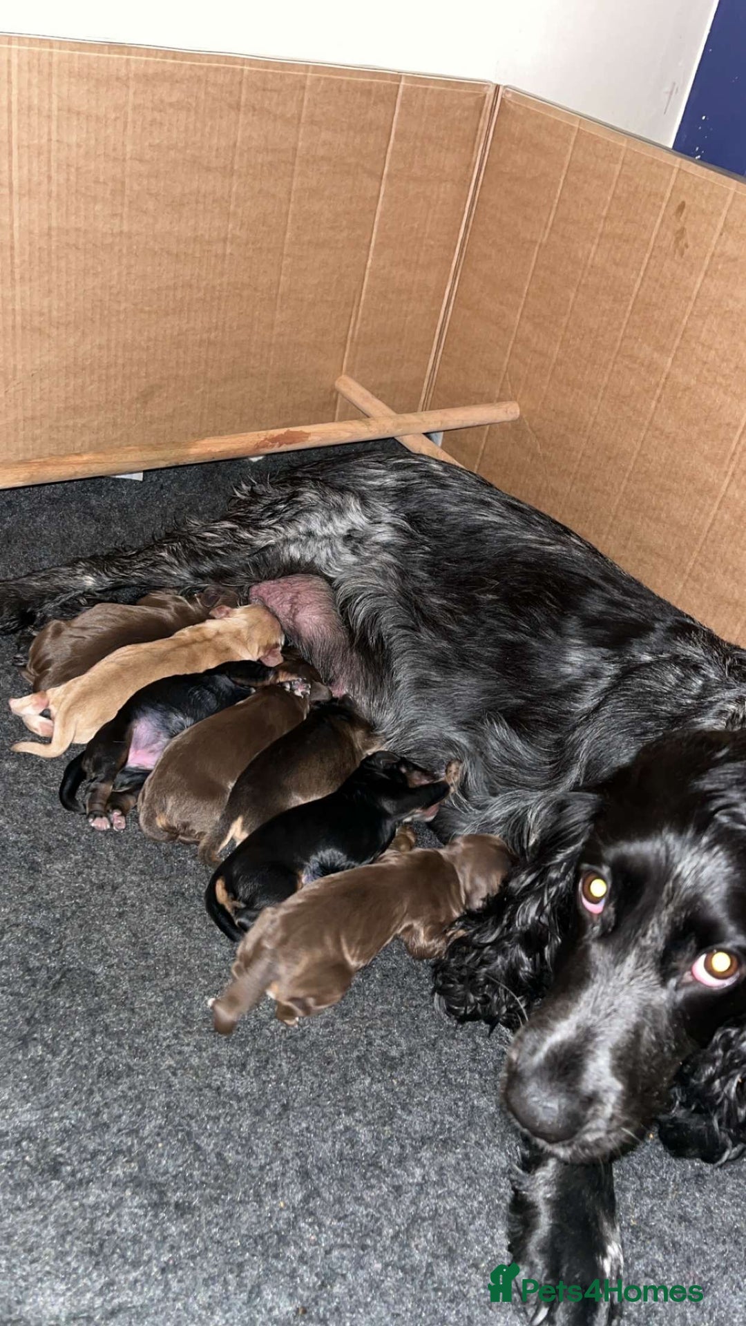 Cocker Spaniel dogs for sale: Cocker spaniel puppies  - Image 1