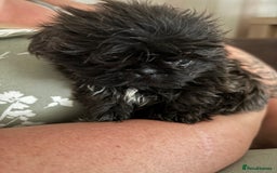 Shih Tzu dogs for sale: Shih Tzu Puppies for sale - Image 6