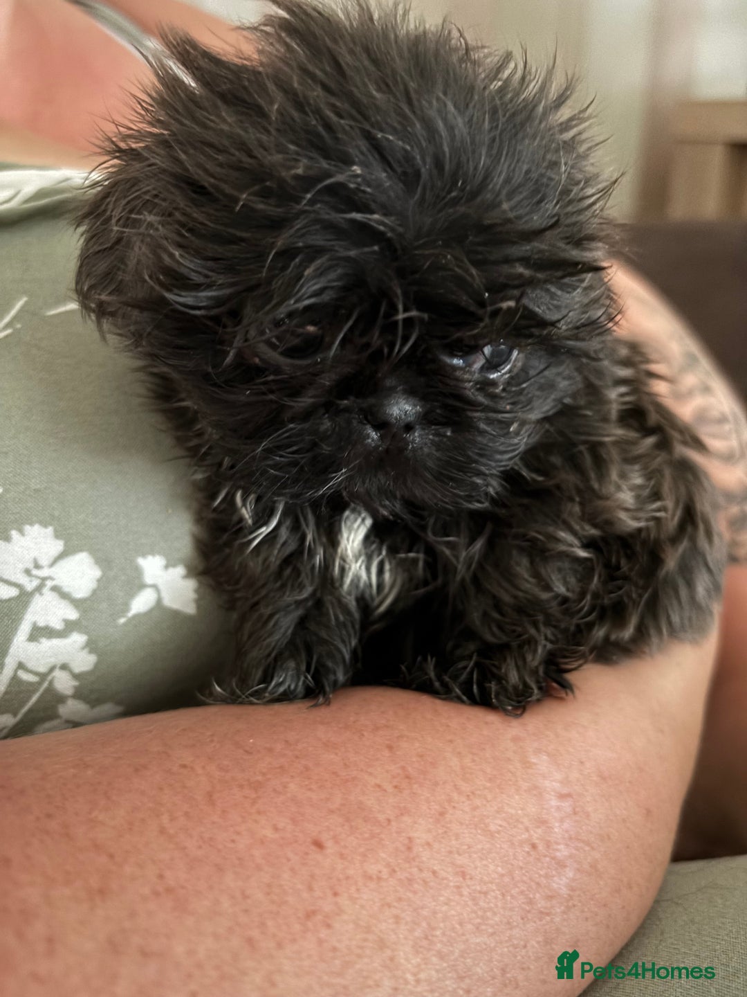 Shih Tzu dogs for sale: Shih Tzu Puppies for sale - Image 6