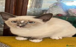 Ragamese cats for sale: Two lovely ragamise boy kittens  - Image 1