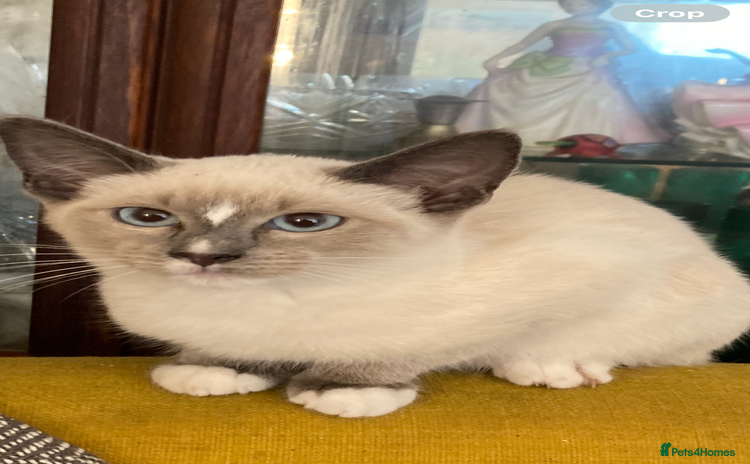 Ragamese cats - Advert 2