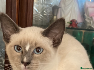 Ragamese cats - Advert 14