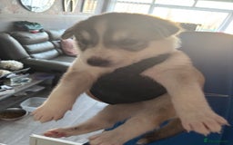 Siberian Husky dogs for sale: Siberian huskies  for sale  - Image 32