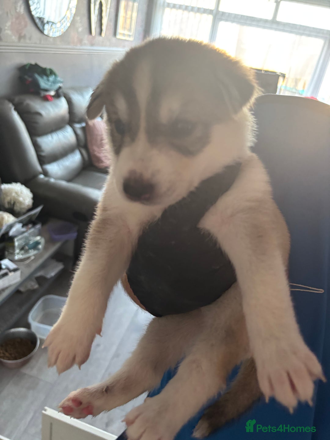 Siberian Husky dogs for sale: Siberian huskies  for sale  - Image 32