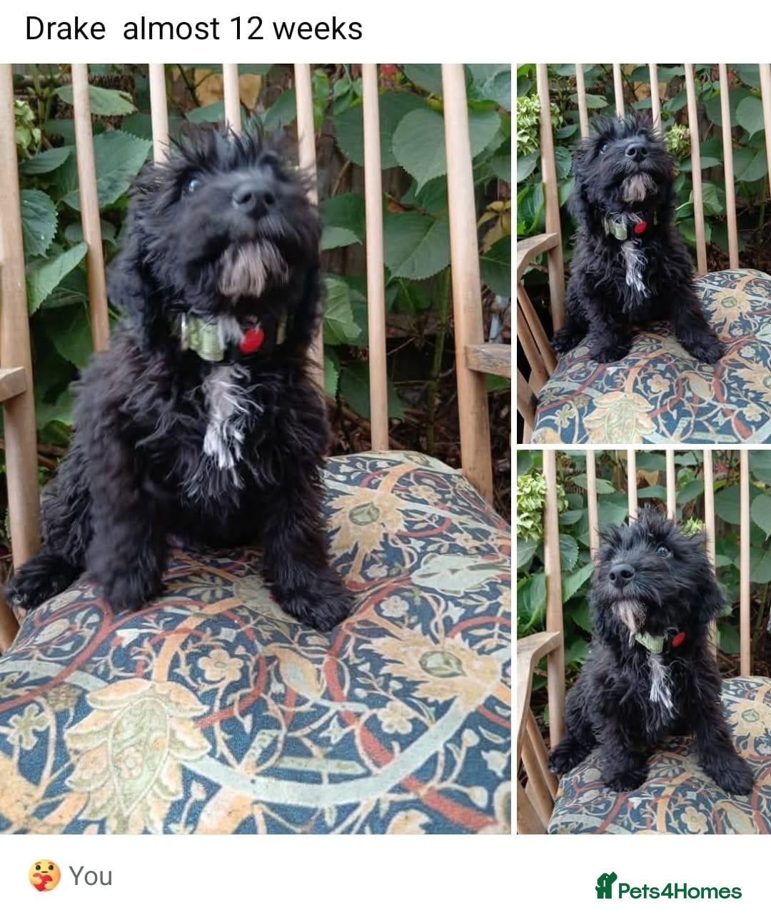 Mixed Breed dogs King Schnoodle Puppies ( Cavapoo/ Mini Schnauzer) - Advert 2
