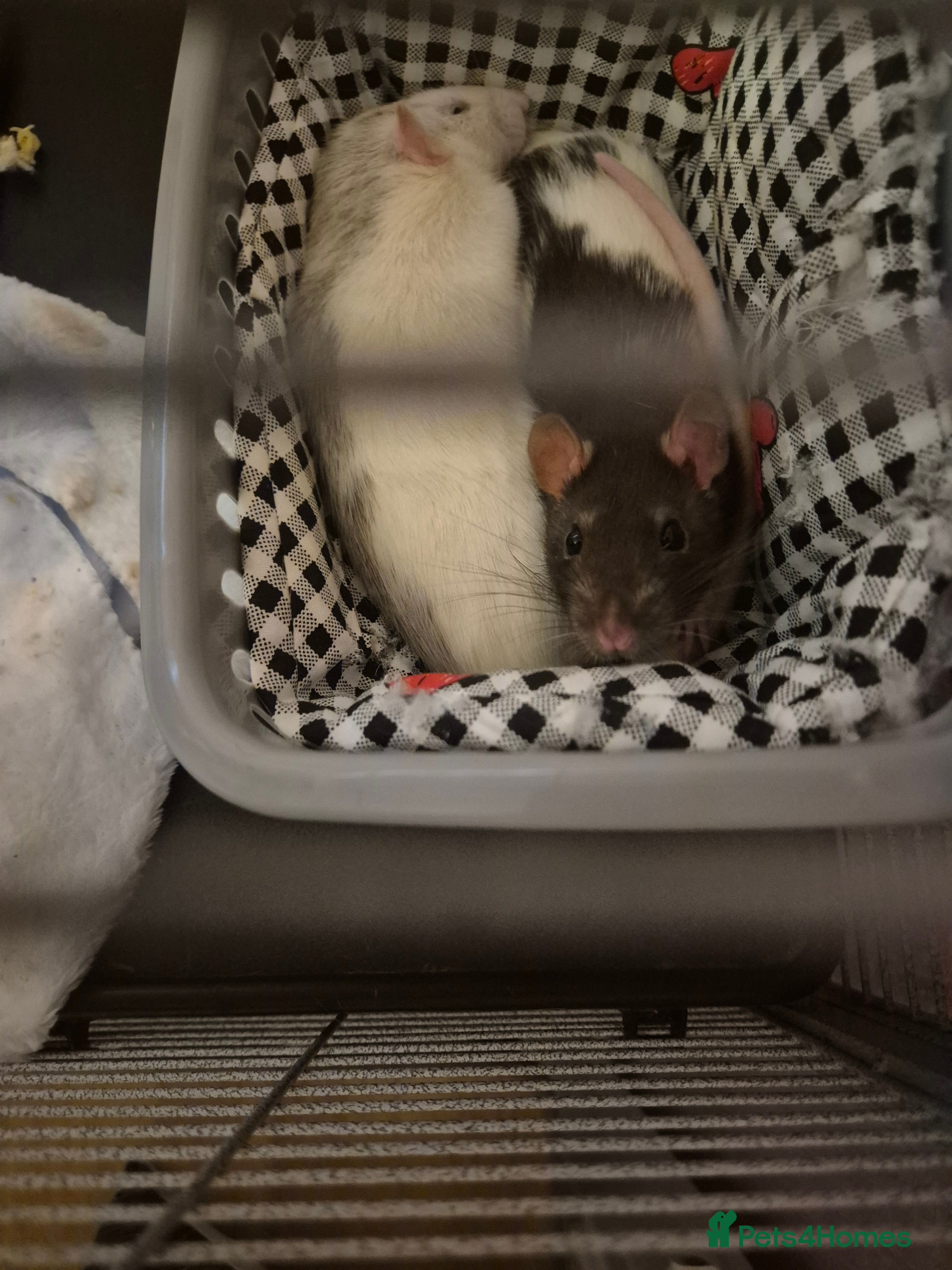 Rat rodents Female Rats - Advert 2