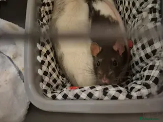 Rat rodents Female Rats - Advert 14