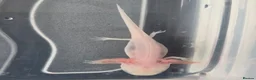 Axolotl reptiles for sale: Juvenile axolotls - axanthic and albino axanthic  - Advert 8