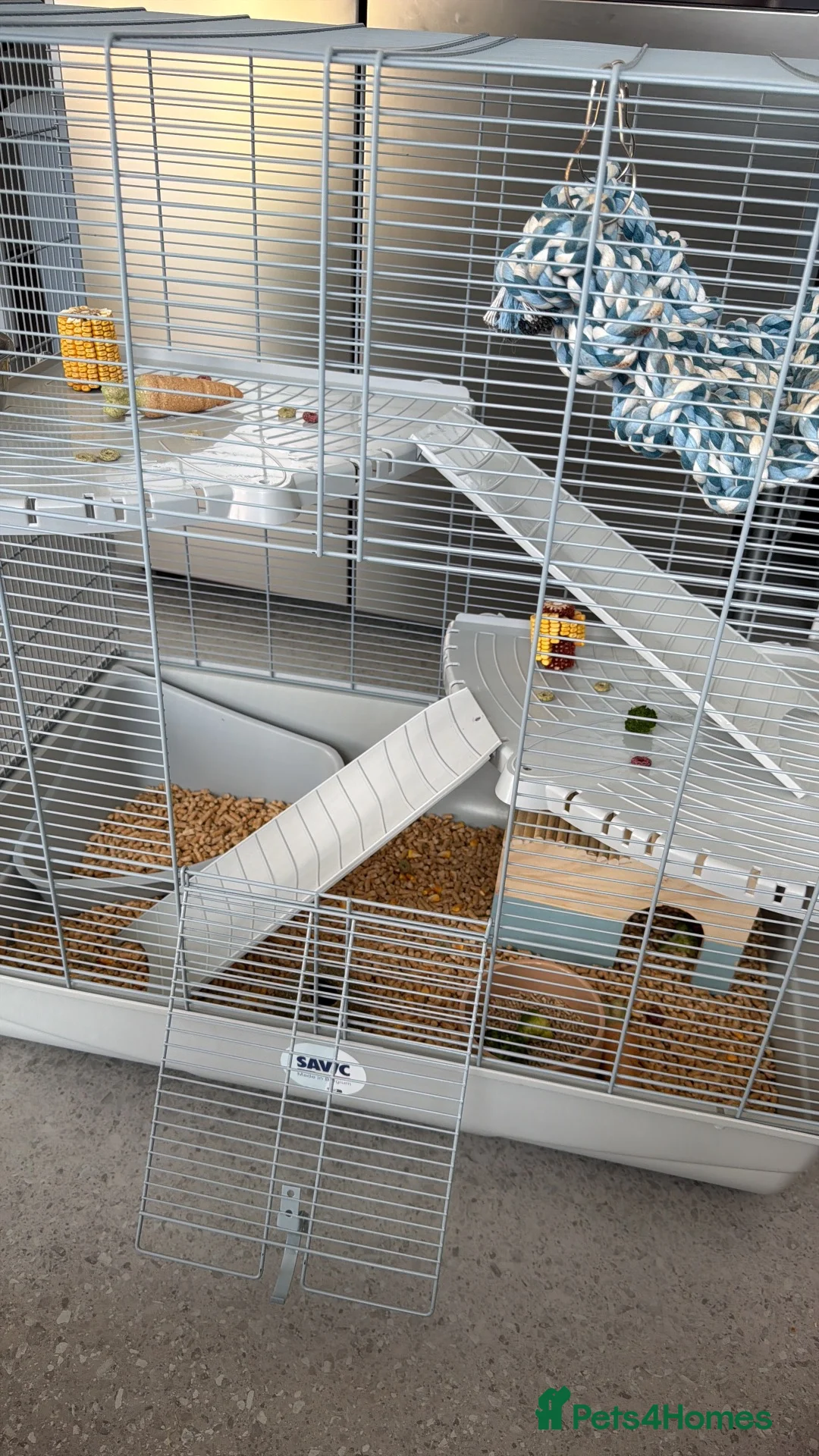 Rat rodents for sale: 2 male rats, well bonded  - Advert 4