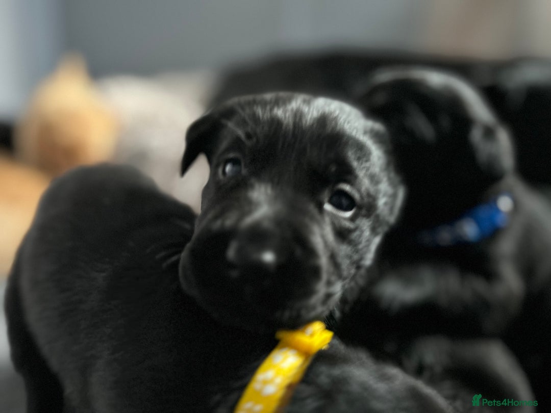 Labrador Retriever dogs for sale: Beautiful Labrador puppies 4 coats colour  - Image 6