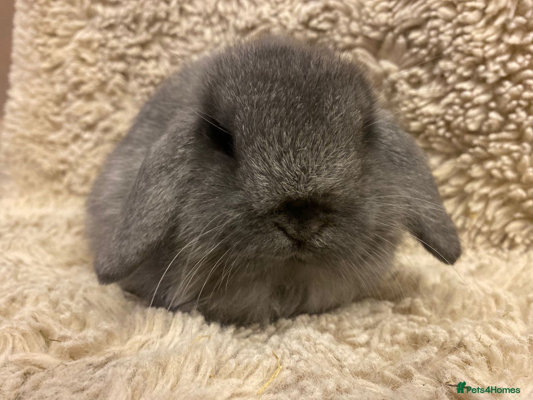 Mini Lop rabbits for sale: Mini lop   - Advert 2