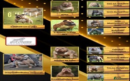 American Bully dogs for sale: Champion Bloodline American Pocket Bully Puppies - Image 37