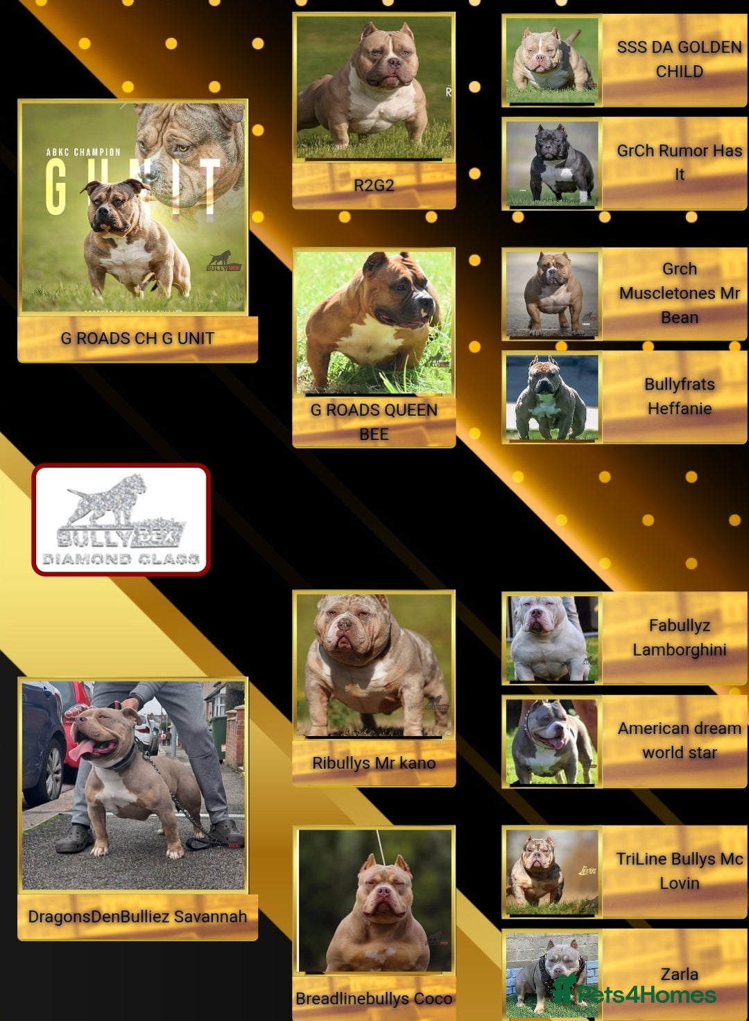 American Bully dogs for sale: Champion Bloodline American Pocket Bully Puppies - Image 37