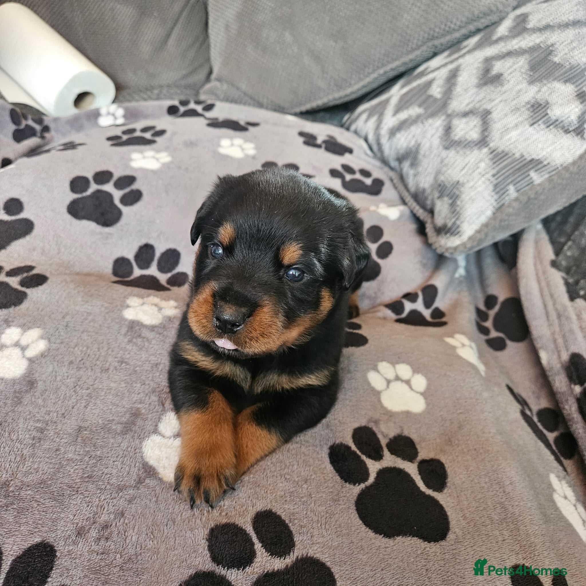 Rottweiler dogs KC Registered Rottweiler Puppies - Advert 2