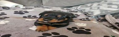 Rottweiler 6