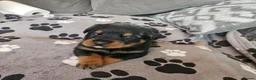 Rottweiler dogs for sale: KC Registered Rottweiler Puppies - Advert 34