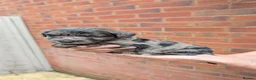 Mixed Breed dogs for sale: Merle Border Collie cross Golden Retriever puppies - Advert 23