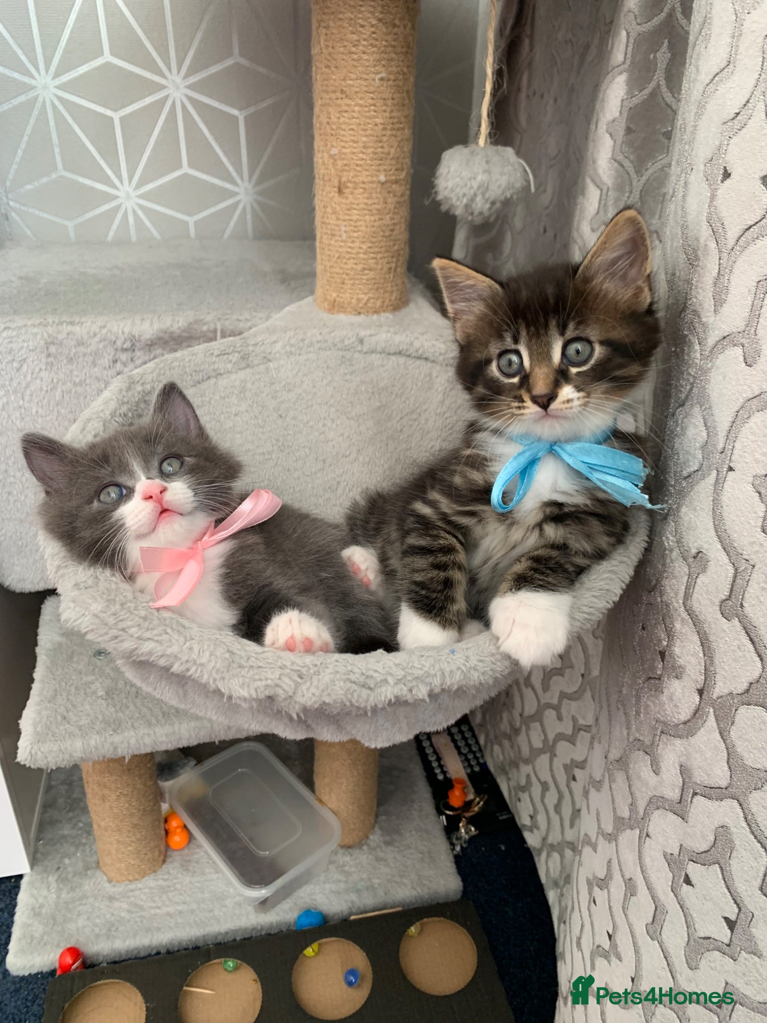 Mixed Breed cats Beautiful kittens looking for loving home. - Advert 1