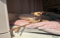 Italian Greyhound dogs for stud: Tiny stud with larger than life personality - Image 4