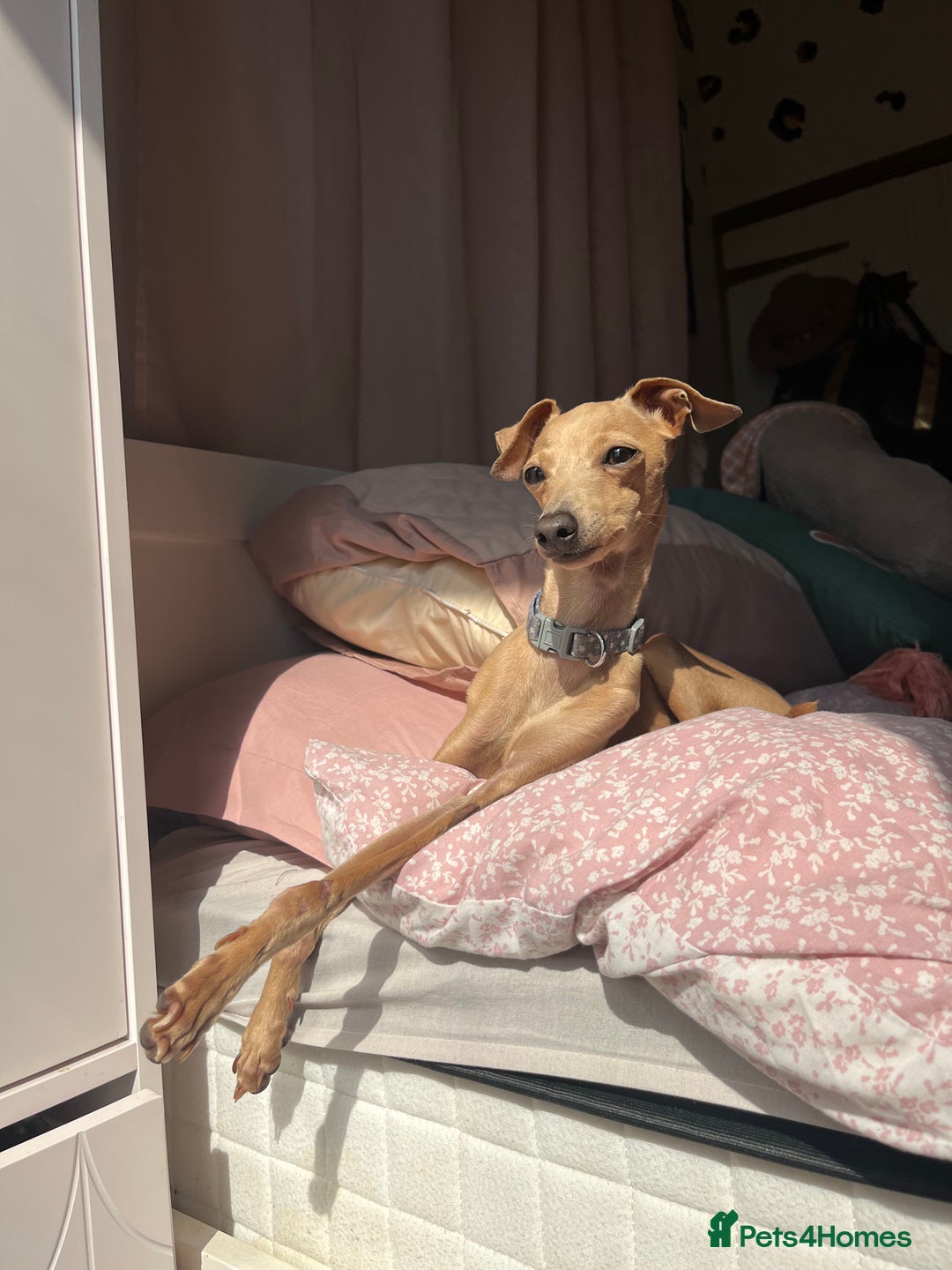 Italian Greyhound dogs for stud: Tiny stud with larger than life personality - Image 4