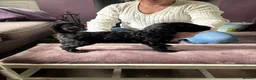 Standard Poodle dogs for sale: Exceptional working standard poodle - Advert 5