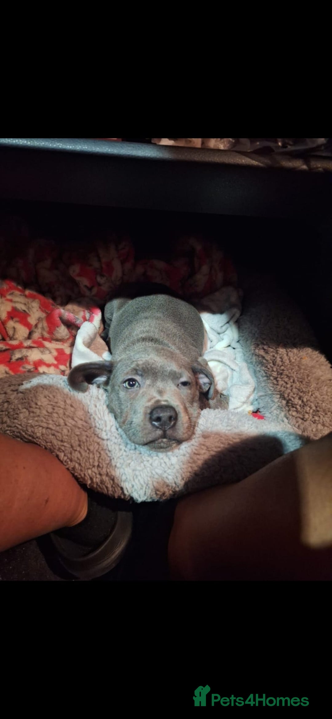 Staffordshire Bull Terrier dogs for stud: **FOR STUD** KC REGISTERED BLUE STAFF BULL TERRIOR - Advert 16