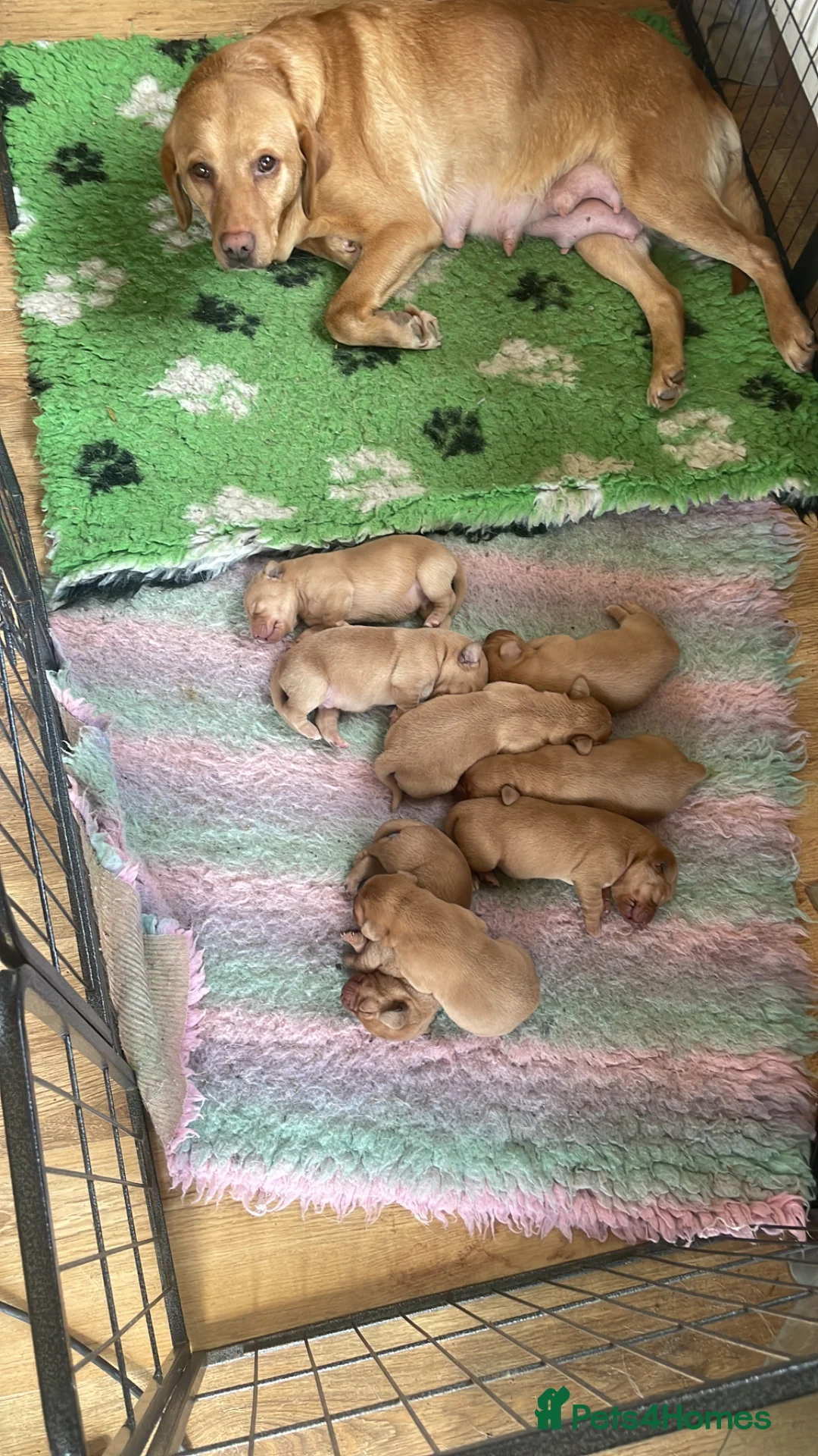 Labrador Retriever dogs for sale: Labrador puppies KC health tested parents  - Advert 2