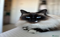 Siamese cats for sale: 4 boy kittens available  - Image 8