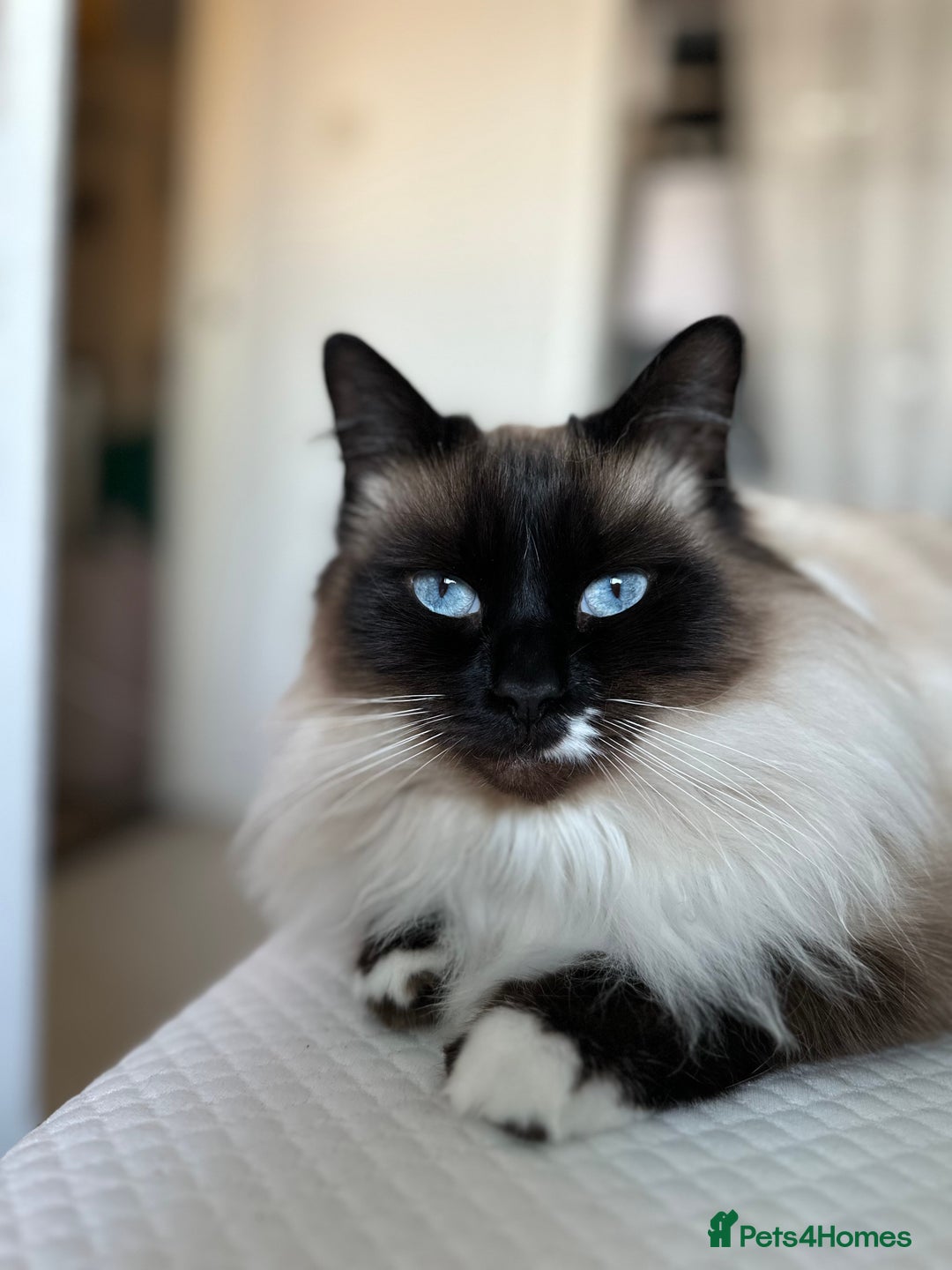 Siamese cats for sale: 4 boy kittens available  - Image 8