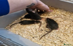 Rat rodents for sale: 6 beautiful Female Rats - Image 14