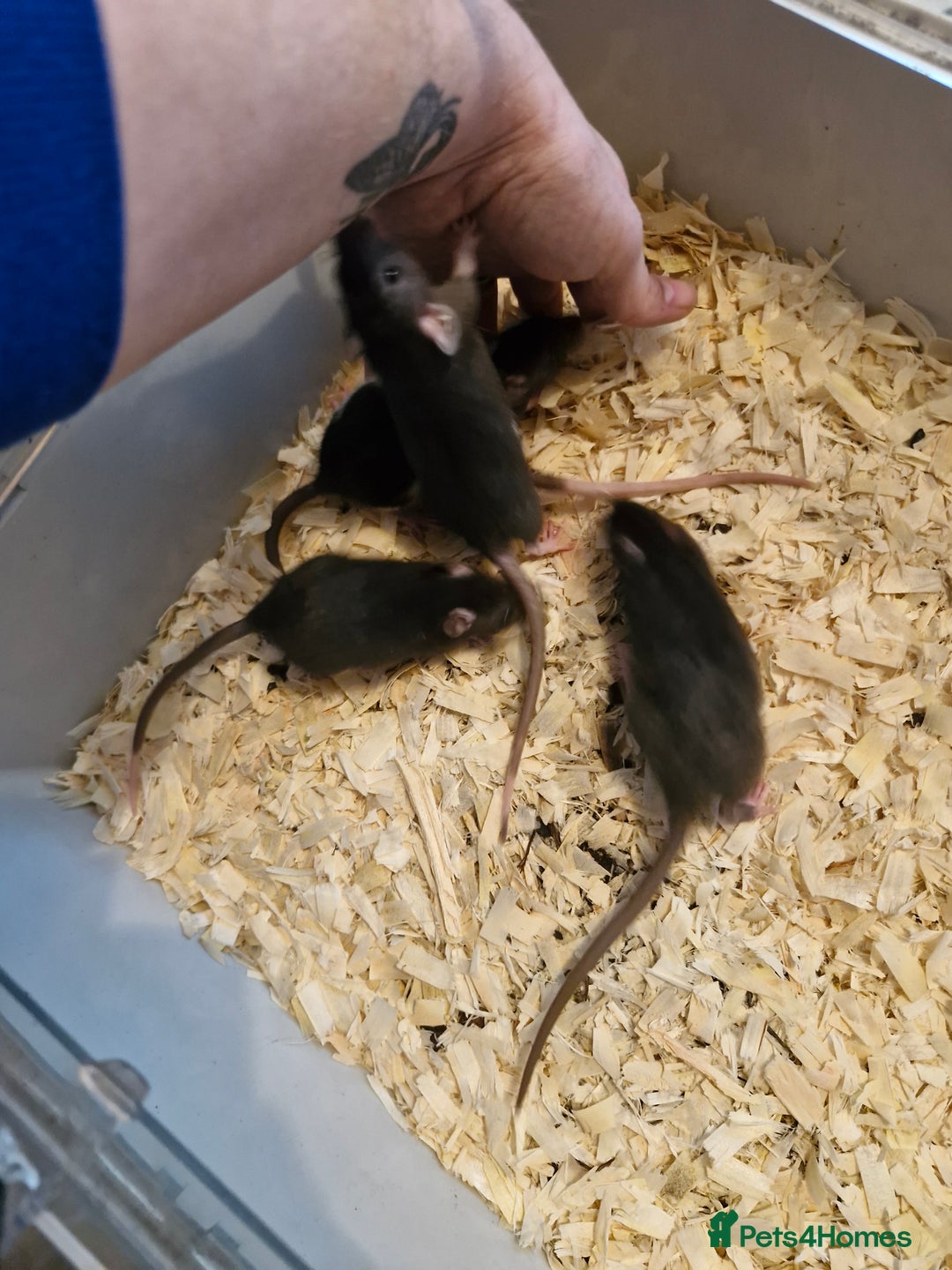 Rat rodents for sale: 6 beautiful Female Rats - Image 14
