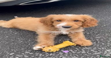 Cockapoo dogs - Advert 1