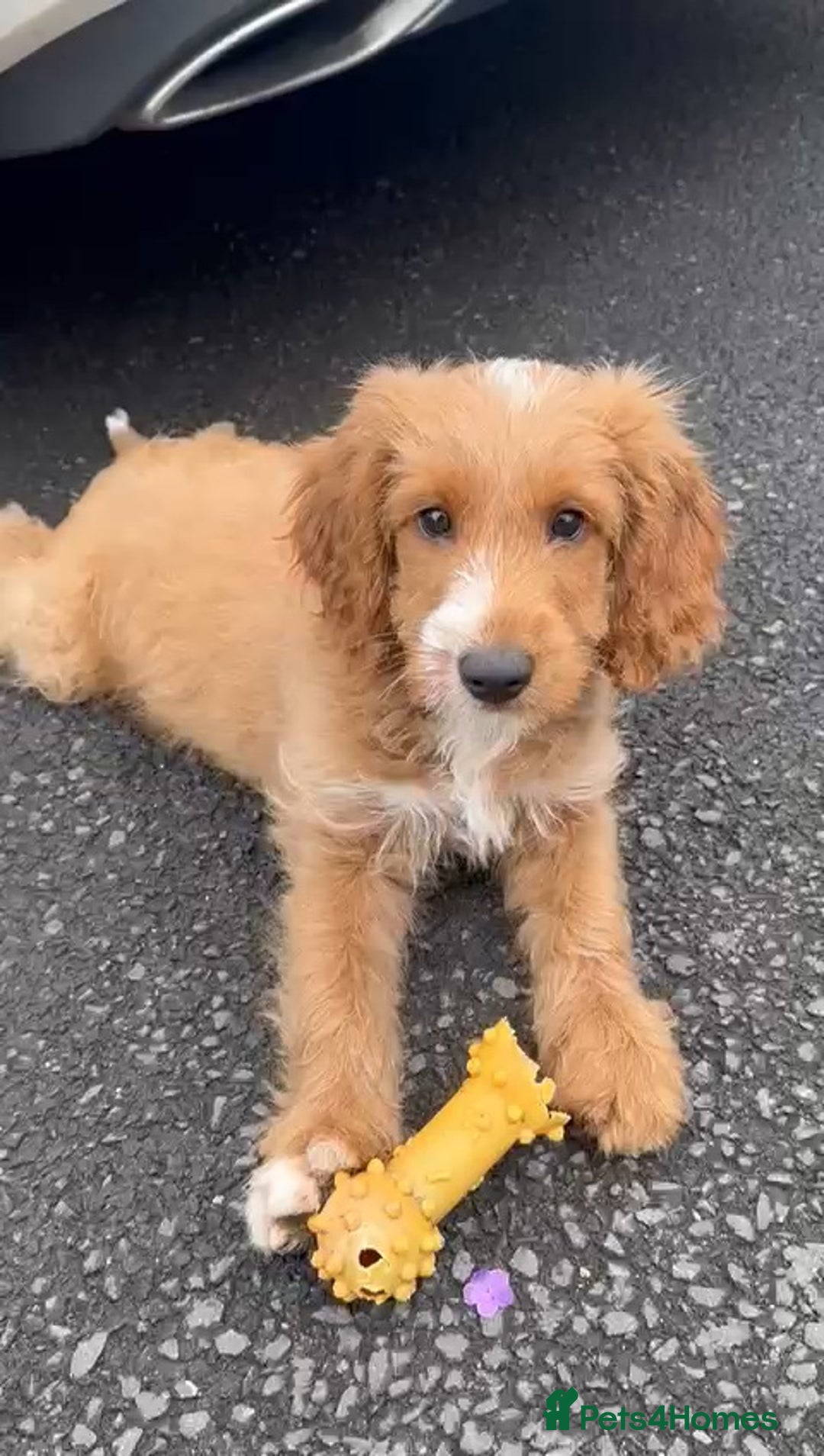 Cockapoo dogs for sale:  *REDUCED LAST BOY. F1 Beautiful Cockapoo Puppies  - Image 2