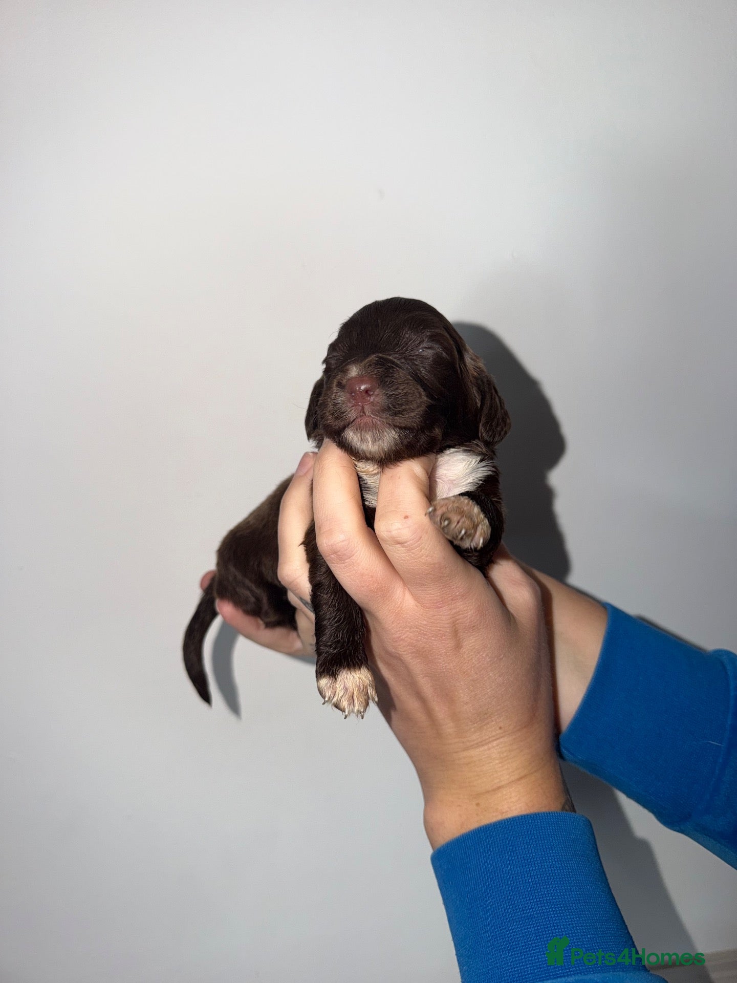 Cocker Spaniel dogs Beautiful litter of working cockerspaniel babies🐾 - Advert 2