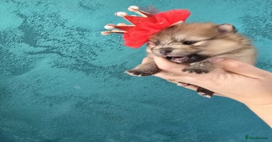 Pomeranian dogs - Advert 2