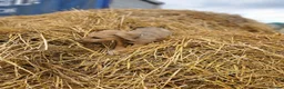 Mixed Breed dogs for sale: Stunning Kelpie lurchers  - Advert 10