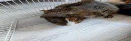 Guinea Pig rodents for sale: 4 bonded male guinea pigs - Advert 2