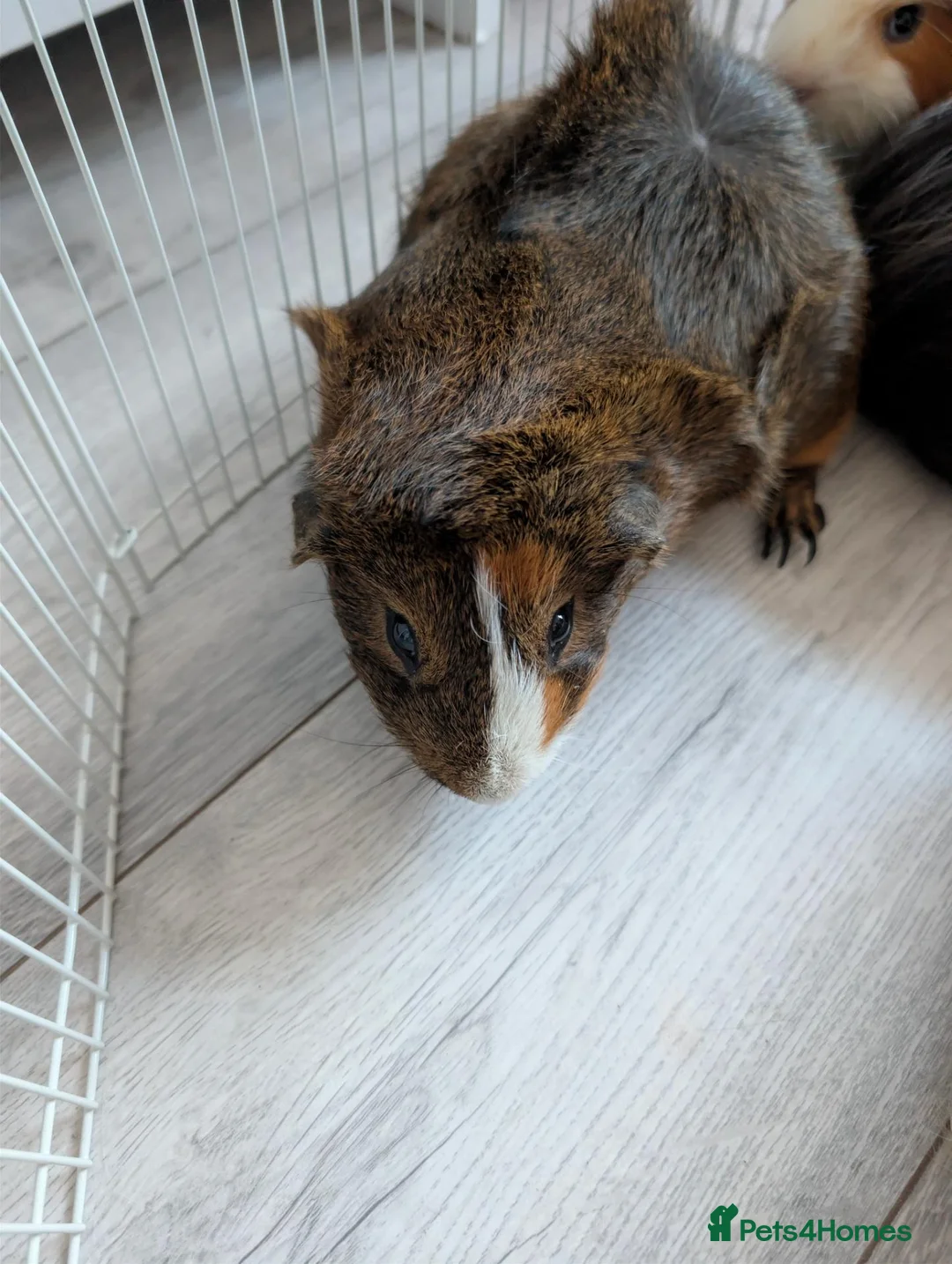 Guinea Pig rodents for sale: 4 bonded male guinea pigs - Advert 2