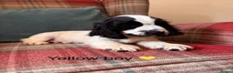 Cocker Spaniel dogs for sale: KC reg, health tested, show type cocker spaniels - Advert 5
